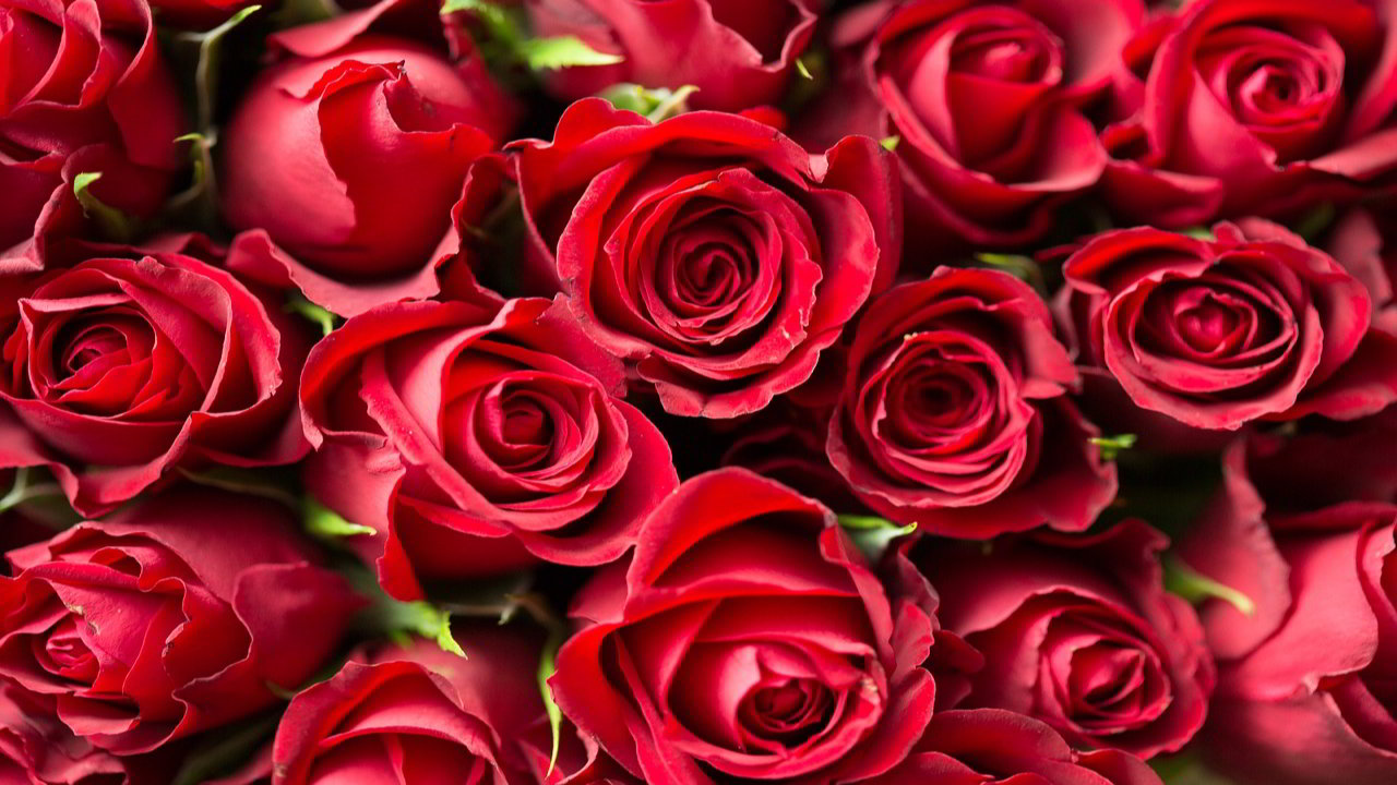 Happy Rose Day 2022 - Rose Day Images, Quotes, Wishes, Status