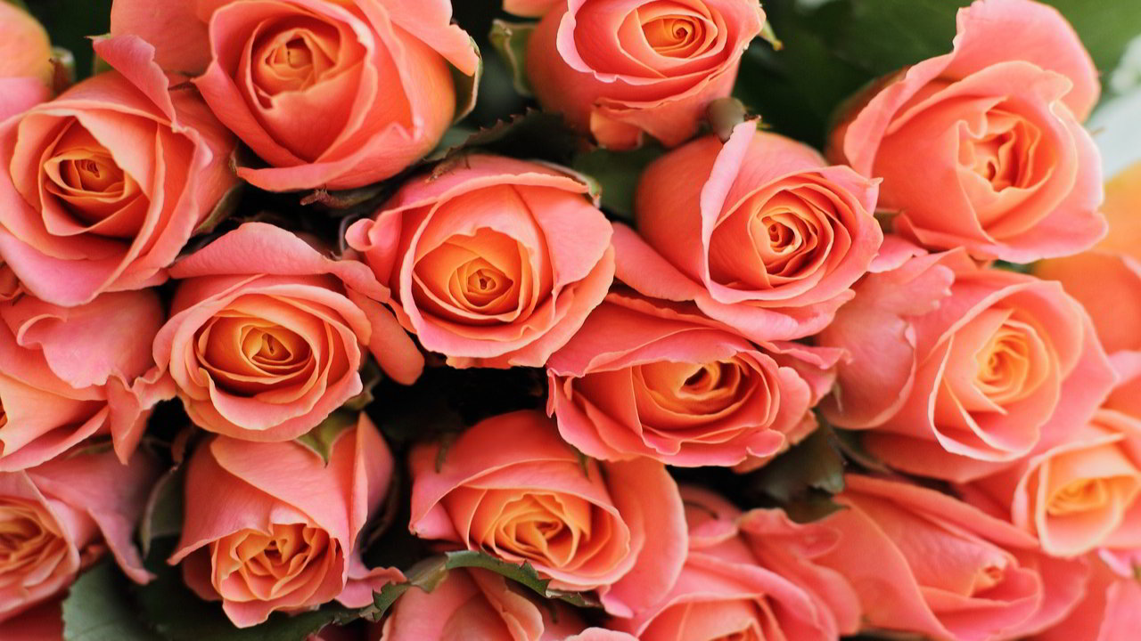 100 Happy Rose Day Shayari 2021 - Talk In Now