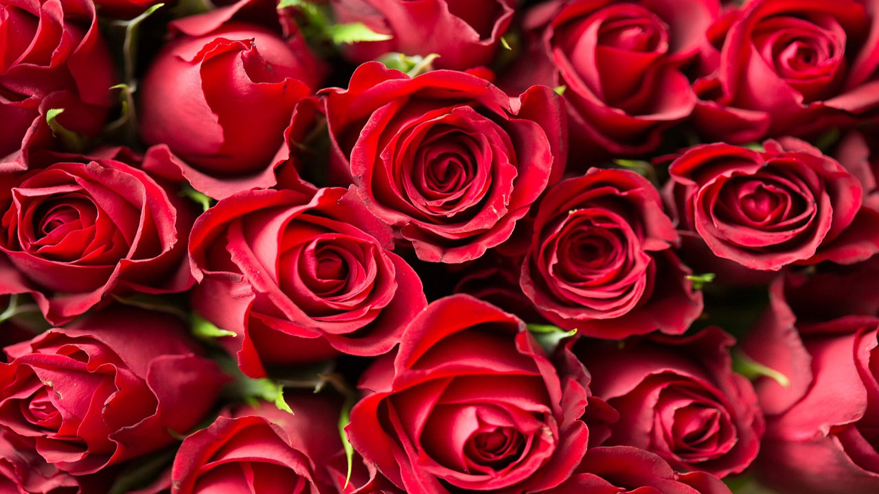 100 Happy Rose Day Photos, Wallpapers Images 2021